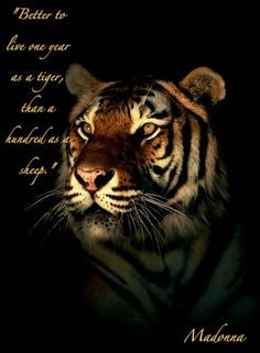 Tiger Quotes Tumblr