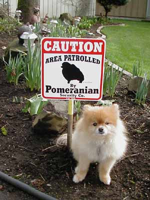 Pomeranian as guard dog