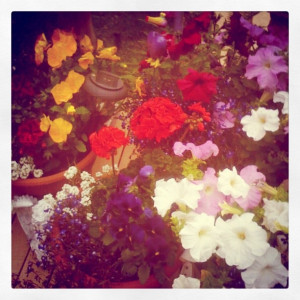 Instagram Photos Flowers...