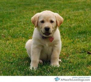 cjcamCharlee 6 week old Lab, Golden Retriever puppy