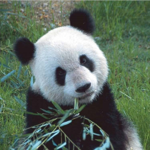 Filed Under Funny Panda