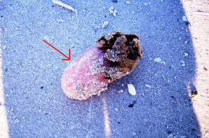 Fisherfolk, marine biologists, can anybody id this thing?-dsci0023.jpg