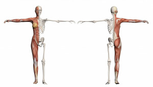 Way Stretch and the Anatomy of Pilates