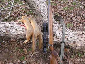 enjoy squirrel hunting feral hog hunting almost as much as ...