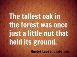 Tallest oak was a little nut