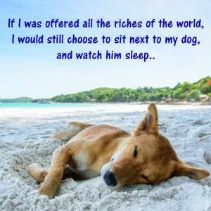 20 Dog Quotes that will make you Hug your Dog Tightly!