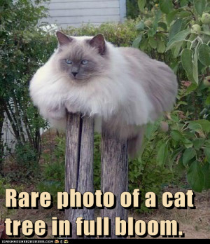 Rare photo of Cat Tree Cat Meme