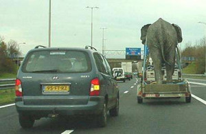 Filed Under Funny Elephants