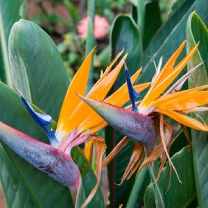 Bird of Paradise Plants for Sale