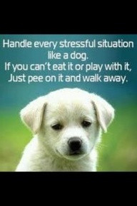 Handle stress like a dog