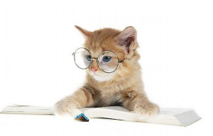 cat-reading-a-book-with-glasses-600x384.jpg