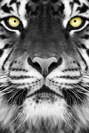 black and white, photography, tiger, wild