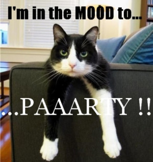Funny Moody Cat
