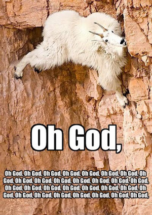 Panicking Rock Climbing Goat
