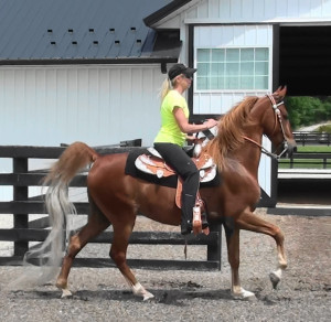 Meritage Farm Saddlebreds...