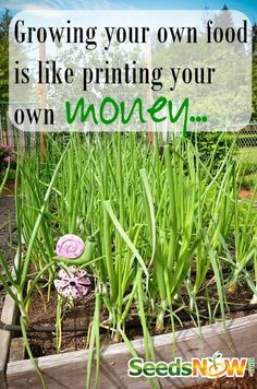 ... food is like printing your own money more food gardens quotes tools