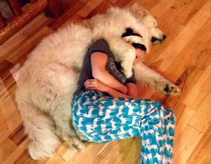 21 Funny Dogs Who Don’t Believe In Personal Space Because Cuddling ...