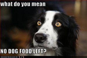 Funny Dog picture with caption what do you mean no dog food left
