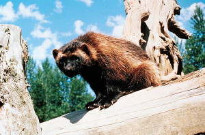 Wolverine, a very fierce species… But still cute!