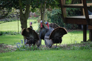 Trash-talking turkeys just passing the time until someone took them ...