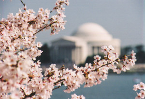 photography landscape photo set cherry blossoms washington dc