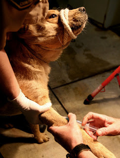 Dog Euthanasia - Is it Ethical?