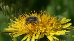 Related Pictures natural factors bee pollen plus energy capsules iherb