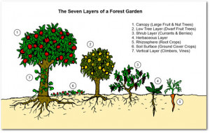 Image source: Permaculture a Beginner’s Guide, by Graham Burnett