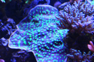 IMG 3138 8 SPS Frag Packs High End and Something for Everyone