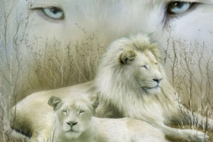 ... Unseen Rare white Lion Desktop Wallpaper,Beautiful white Lion Photos