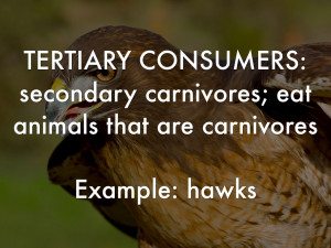 ... consumer animals photos displaying 19 images for quaternary consumer