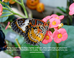 butterflies quotes and sayings quotes about butterflies by jonathan ...