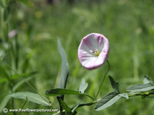 Purple Morning Glory Flower...