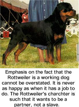 Rottweiler Dog Picture