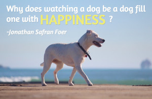 ... 25 famous dog quotes about what makes dogs wonderful and so beloved