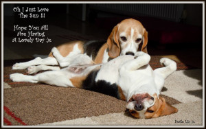 beagles in the sun quote beautiful cute photo