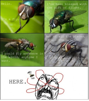 funny-picture-fly-annoying-comics
