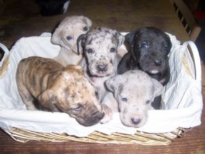 please help find new homes for puppies 776.8 miles