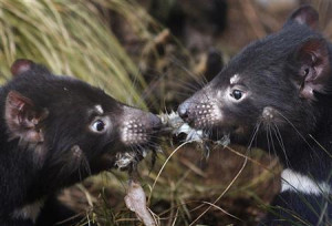 pair of Tasmanian Devils tussles for a piece of rabbit in a new ...