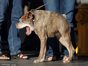 What a muttley crew! Peanut the snaggle-toothed mongrel crowned 'World ...