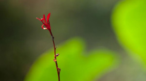 Patanjali - Lo Yoga è pura scienza