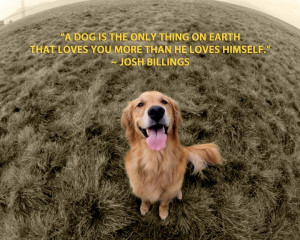 Golden Retriever Quotes And Sayings