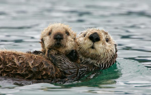 life of sea sea otter enhydra lutris sea otter is a marine mammal ...