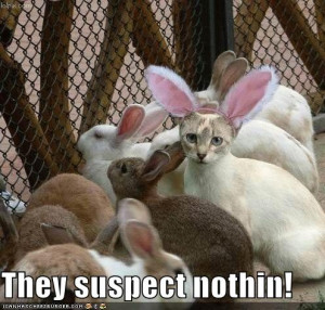 Funny Rabbit Picture