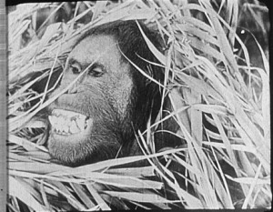 INGAGI (1930)...original movie scans