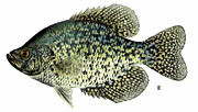 St Lawrence River Fish Species