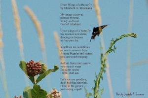butterfly poems about death | Recent Photos The Commons Getty ...