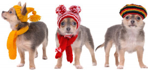 Dogs Wearing Christmas Clothes Most dogs do not mind wearing