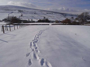 Footprints in the snow; two sets of footprints are all that mark the ...
