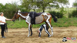 Horse Skeleton Art Funny